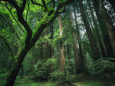 лес, природа, деревья