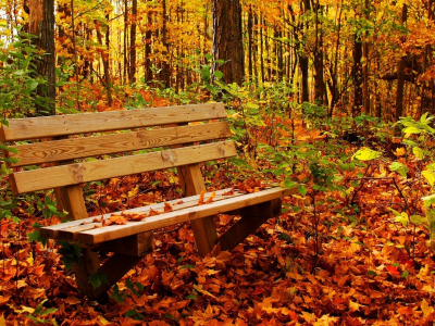 лес, цвета, осень, листва, скамейка