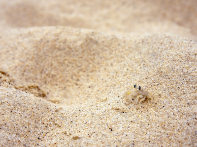 песчинки, краб, песок