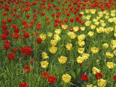 тюльпаны, желтые, лето, красные, сад