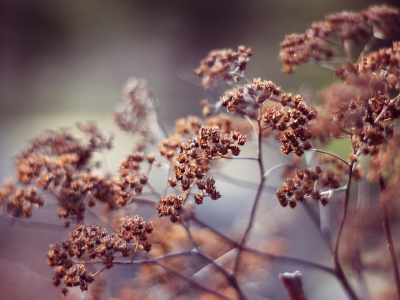 куст, растение, plants