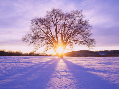 дерево, снег, зима, солнце, лучи