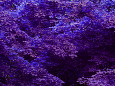 деревья, листья, фиолетовые, синие