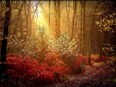 краски, лес, осень, природа