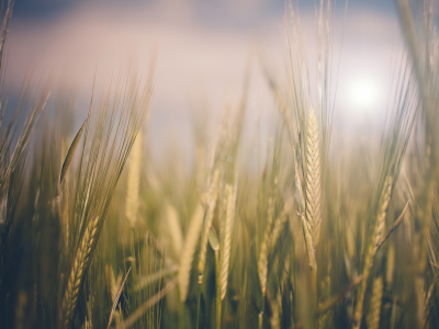 поле, природа, пшеница, колоски