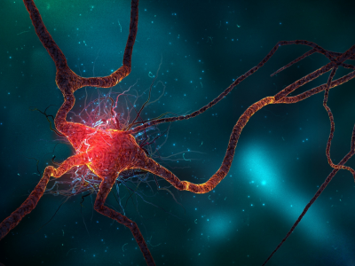 нейрон, нерв, neuron spike train