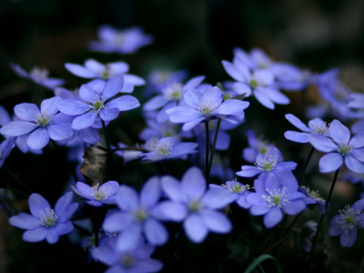 макро, синие, растения, голубые, цветы