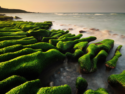 камни, водоросли, море