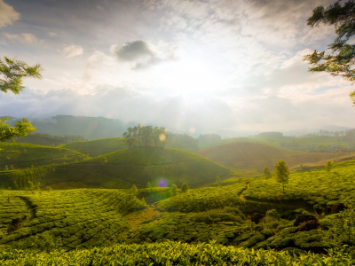 зелень, холмы, свет, индия, the hills of munnar