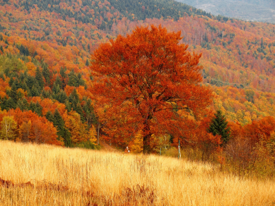 лес, осень, дерево