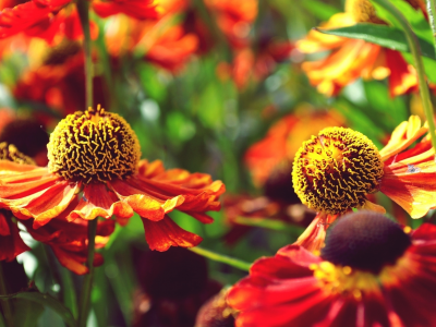 flowers, ярко, цветы, оранжевые, лето, желтые