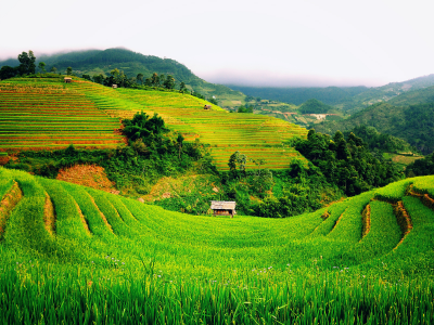 пейзаж, зеленые, поля, вьетнам, горы, хижина