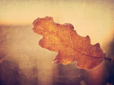 макро, осень, паутина, дубовый, лист, сухой, свет