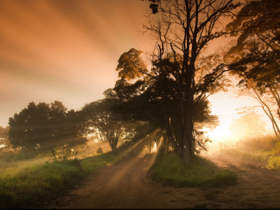 дерево, туман, утро, свет, природа, дорога