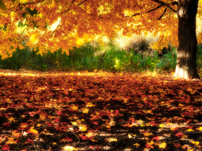природа, клён, дерево, листва, осень