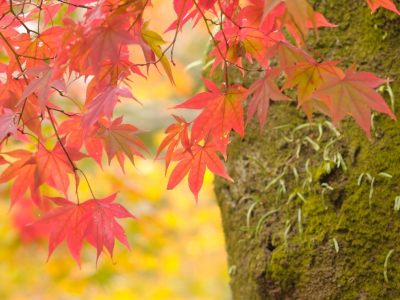 макро, дерево, ветки, листья, природа, фото, осень