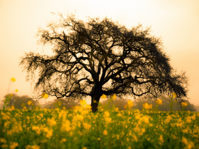 жёлтые, дерево, цветы, природа, поле