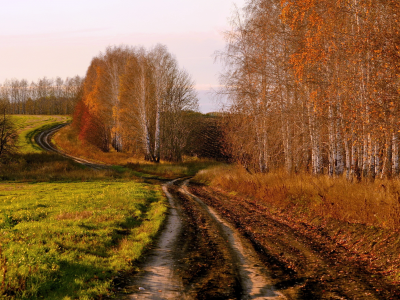 осень, поле, дорога, берёзы