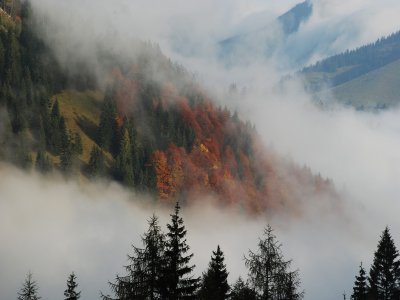 природа, ели, туман, елки, горы, осень, дымка, деревья
