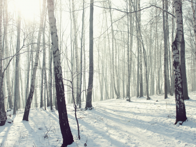 зима, снег, природа, мороз, лес, роща
