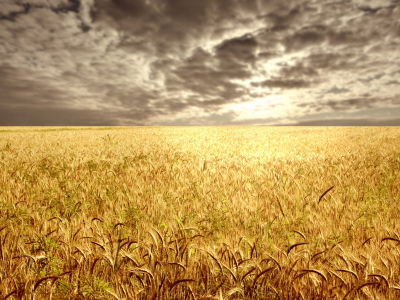пшеница, тучи, горизонт, поле