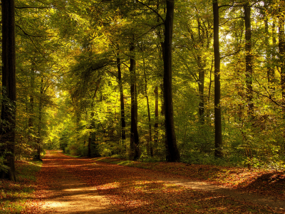 листва, природа, дорога, деревья, осень