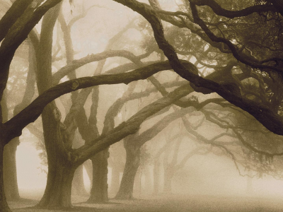 туман, деревья, деревья в тумане