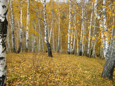 осенью, ручей, лес, гора