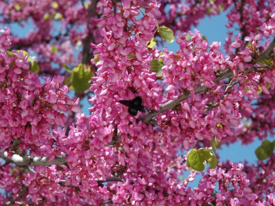 небо, весна, дерево