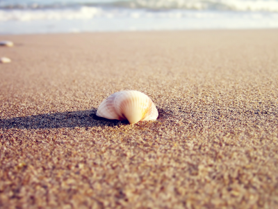 beach, тень, shell, macro, природа, 2560x1600, вода, ракушка, sea, солнце, sunlight, макро, море, sand, пляж, песок, water, nature, shadow, свет