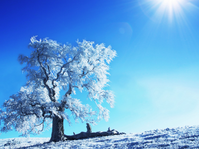 зимние картинки, природа, солнце, дерево, зима, снег, пейзажи, деревья