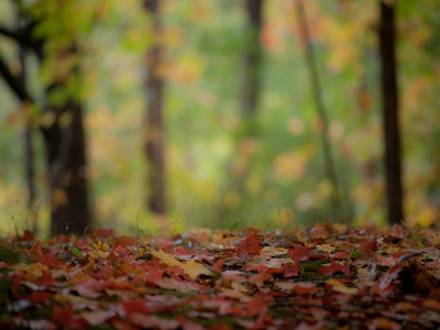 лес, макро, листва, осень