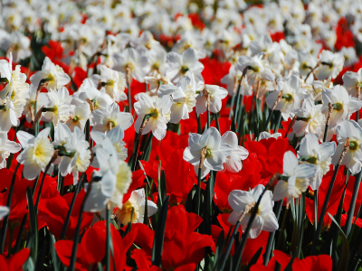 цветы, нарциссы, природа, красный, поле, тюльпаны, белый