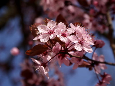 цветение, сакура, цветы, вишня, небо, ветка, дерево, розовые, весна
