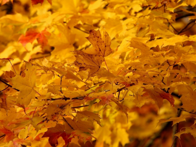 природа, деревья. осень, клён, листья, жёлтые