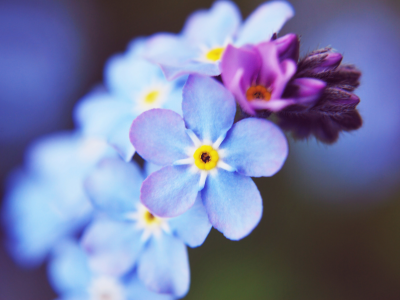 голубые, цветы, незабудки, макро