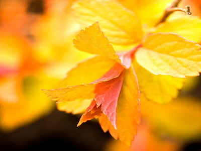 фон, ярко-жёлтые, ветвь, макро, листья