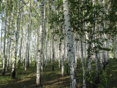 берёзовая, стволы, белая, лес, роща, кора