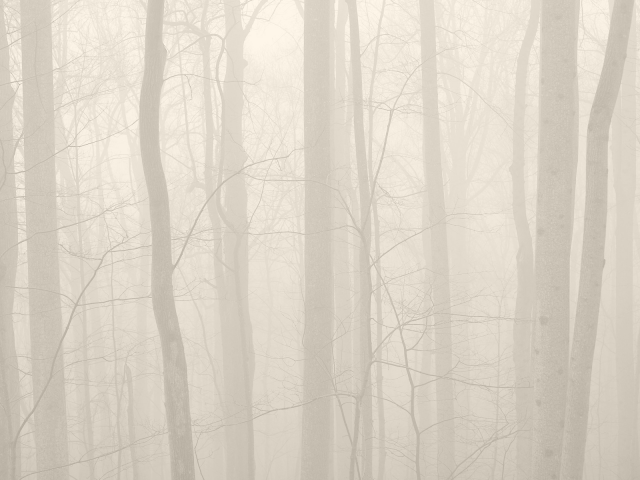 фото, деревья, природа, туман, лес