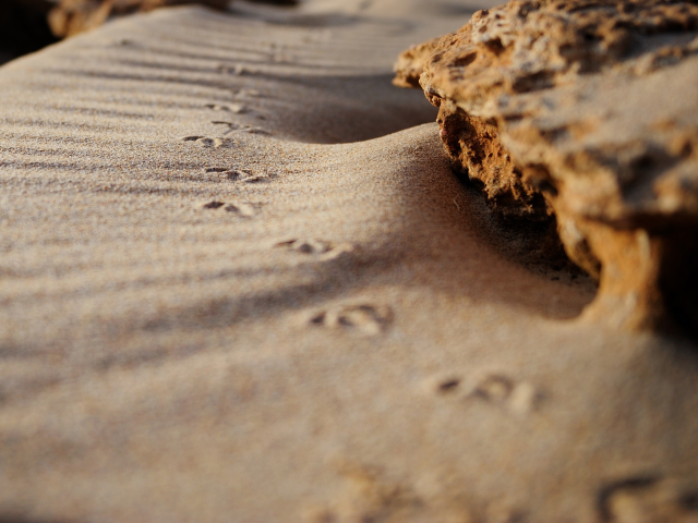 песок, пляжи, побережье, следы, берег, макро, камни, камень