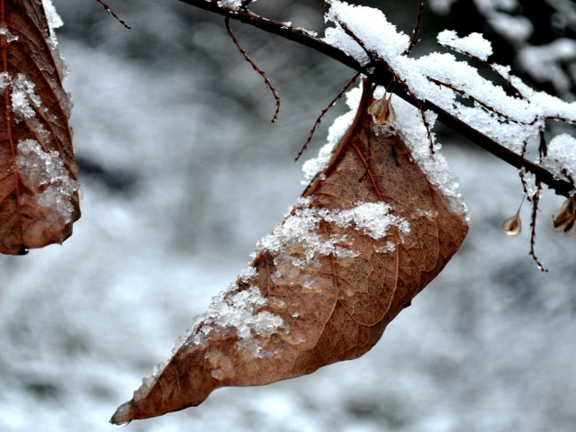 зима, листья, природа, фото, зимние фотографии, макро