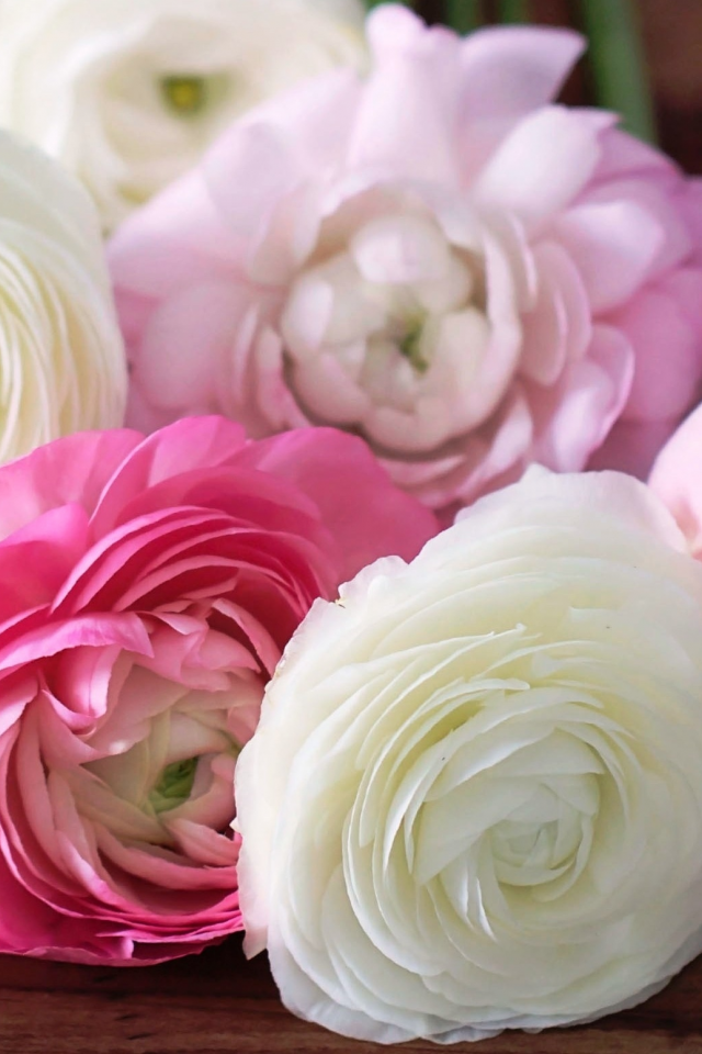 ranunculus, лепестки, цветы, белые, бутоны, розовые, лютики
