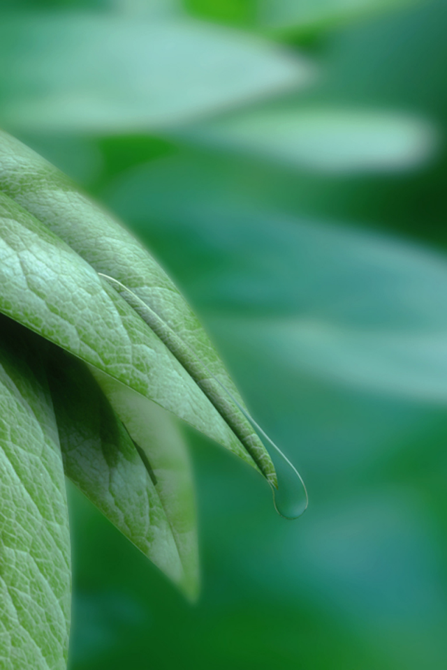 листья, капли, leaves and water