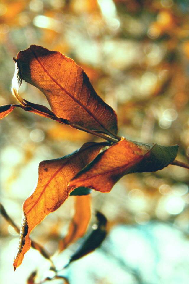 листья, осенние картинки, природа, листки, листва, осень, макро фото