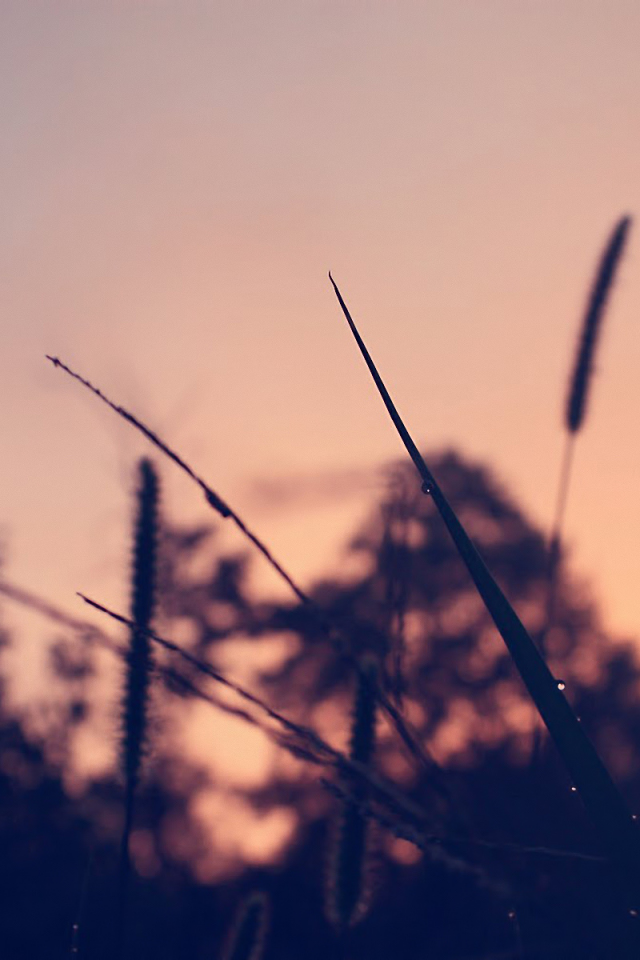 dew, трава, grass, вечер, evening, роса