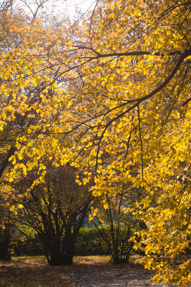 дерево, природа, листья, желтый, солнце, осень
