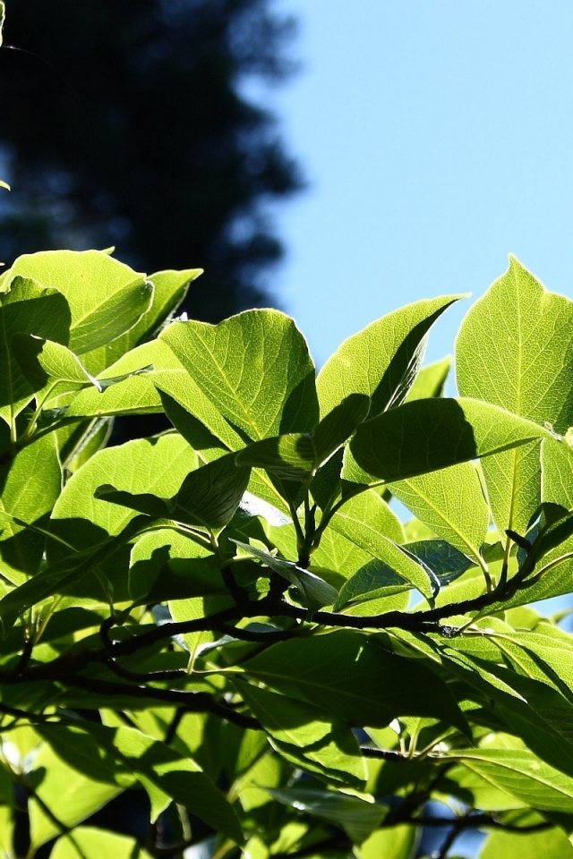 leaves, листья, macro, leag, природа, nature