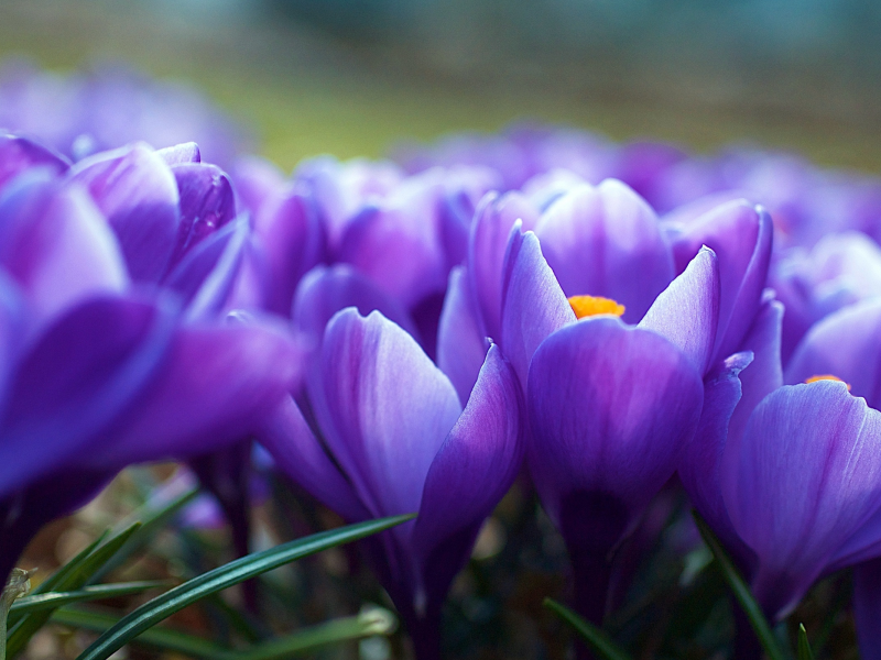 цветы, весна, фиолетовые, крокусы, размытость
