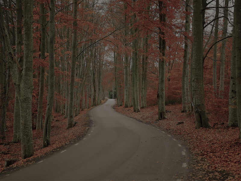 дорога, деревья, природа, швеция, лес, осень, листва