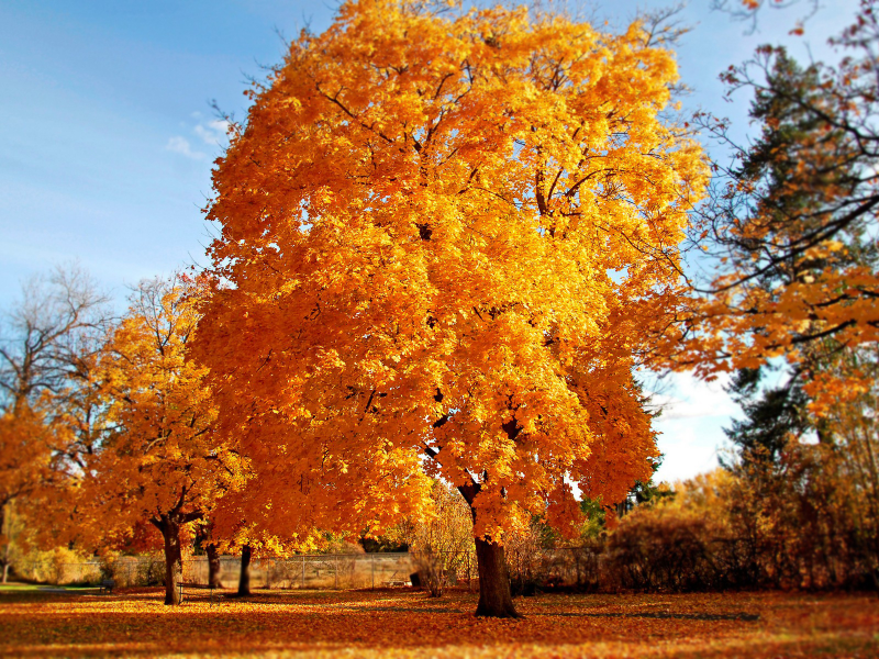 Осень, желтые листья, деревья